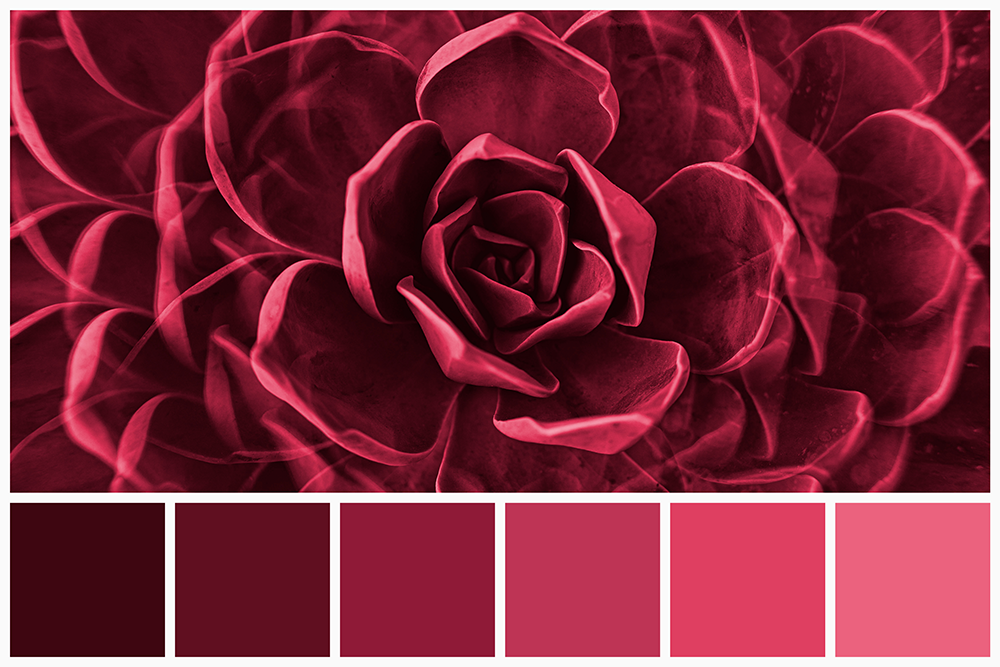 The Why of Viva Magenta - Pantone Color Of The Year 2023